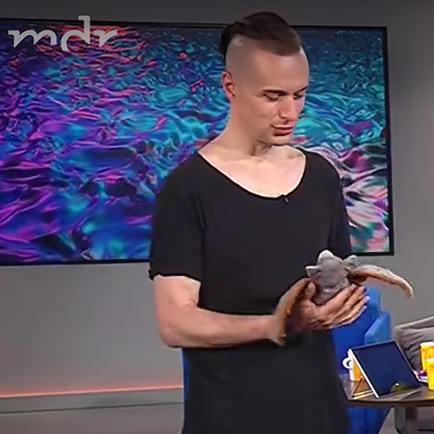 MDR-Fledermaus gewinnen